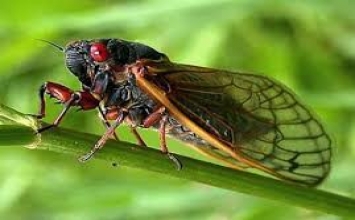 Nửa đời ve sầu